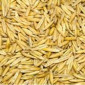 Насіння вівса Спурт на продаж - фото № 1