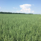 Овес посівний Нептун на продаж - фото № 1