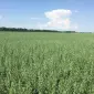 Овес посівний (ярий) Нептун - фото № 1