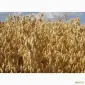 Семена голозерного овса Самуэль. 1 репродукция - фото № 1