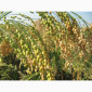 Просо Полтавське Золотисте (посівне) від ОРИГІНАТОРА, Еліта - фото № 2