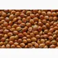 НАСІННЯ ВІД ОРИГІНАТОРА. Ультранньостигле просо Золушка (еліта) - фото № 1