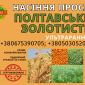 Насіння проса для високих урожаїв - фото № 1