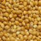 Продаємо насіння проса жовтого "Біла Альтанка" - фото № 1
