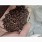 Посівне насіння чорного проса - фото № 2
