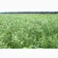 Просо «Полтавское золотистое» 1 репродукция - фото № 2