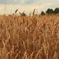 Куплю фуражну рожь - фото № 1