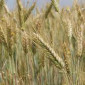 Насіння жита озимого Харківська 98 - фото № 1