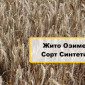 Продам насіння озимого жита сорту Синтетик 1-Р - фото № 1