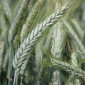 Семена озимого тритикале Гарне - фото № 1