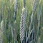 Семена озимого тритикале Шаланда - фото № 1