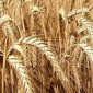Семена озимого тритикале Амос - фото № 1