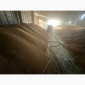 Продажа сои не ГМО урожая 2024 года - фото № 4