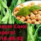 Закупаю СОЮ от фермерских хозяйств и населения - фото № 1