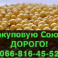 Куплю сою! Заключены крупные контракты - фото № 1