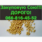 Закупка сои в любых объемах на постоянной основе - фото № 1