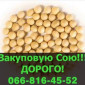 Закупівля сої у великих обсягах - фото № 1