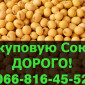 Покупаем сою оптом в Полтаве - фото № 1