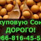 Куплю сою от фермеров и населения! Открыты крупные контракты - фото № 1