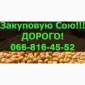 Закупаю СОЮ в любом количестве!Дорого!Оплата на весах - фото № 1
