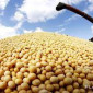 Покупаем сою на экспорт - фото № 1