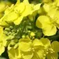 Срочно продам канадский трансгенный сорт сои SEDNA - фото № 1