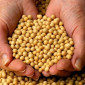 Семена сои NK08-V9E3 для высокого урожая - фото № 1
