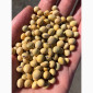 Семена сої 1 репродукції – продаж - фото № 5