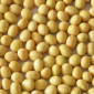 Закупаем сою оптом - фото № 1