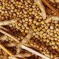 Закупівля сої будь-якої якості - фото № 1