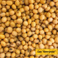 Продаж насіння сої сорту Кентуккі 1-Р - фото № 1