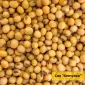 Продам насіння сої сорту Кентуккі 1-Р - фото № 1