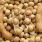 Куплю сою. Самовивіз - фото № 1