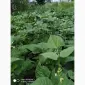 Фасоль- огородное мясо- спаржевая КНУТ - фото № 1