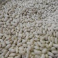 Насіння дрібної білої квасолі оптом - фото № 1