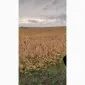 Квасоля Насіння Мавка Невібінс Лаура - фото № 3