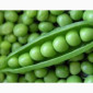Семена зеленого гороха ЗЕКОН 1 репрод - фото № 1