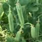 Семена желтого гороха сорт Оплот элита 1 репродукция - фото № 1