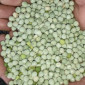 Продам горох. Від постачальника з 100 тонн - фото № 1