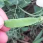 НС Мороз озимый горох 2 репродукция - фото № 1