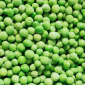Горох озимий Баллтрап - фото № 1