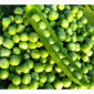 Семена гороха VERNON – канадский трансгенный сорт элита - фото № 2