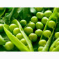 Семена гороха VERNON – канадский трансгенный сорт элита - фото № 6