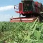 НАСІННЯ гороху Семена гороха VERNON ярый канадский трансгенный сорт (элита) - фото № 8