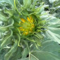 Соняшник Альдазор - высокоурожайный гибрид - фото № 3