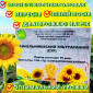 Сортовой соняшник Синельниківський УльтраРанній (СУР) на продаж - фото № 1