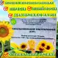 Сортовой соняшник Синельниківський УльтраРанній (СУР) на продаж - фото № 1