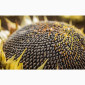 Насіння Соняшника Шенон Під Гранстар - Продаж - фото № 1