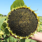 Насіння соняшника Амато під Гранстар у продажу - фото № 1