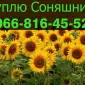 Купую соняшник на постійній основі - фото № 1